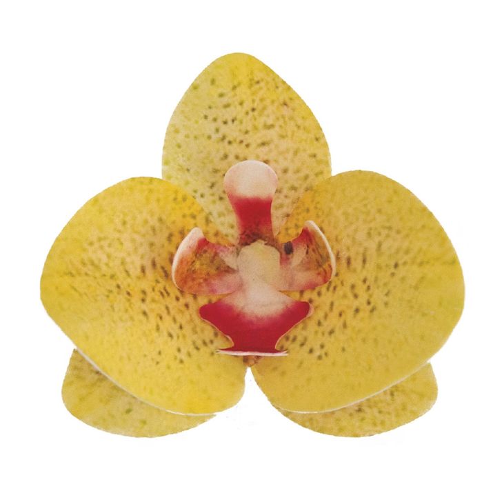 Jedlé oblátkové kvety - Orchidea žltá (10ks)